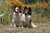EPAGNEUL PAPILLON 102